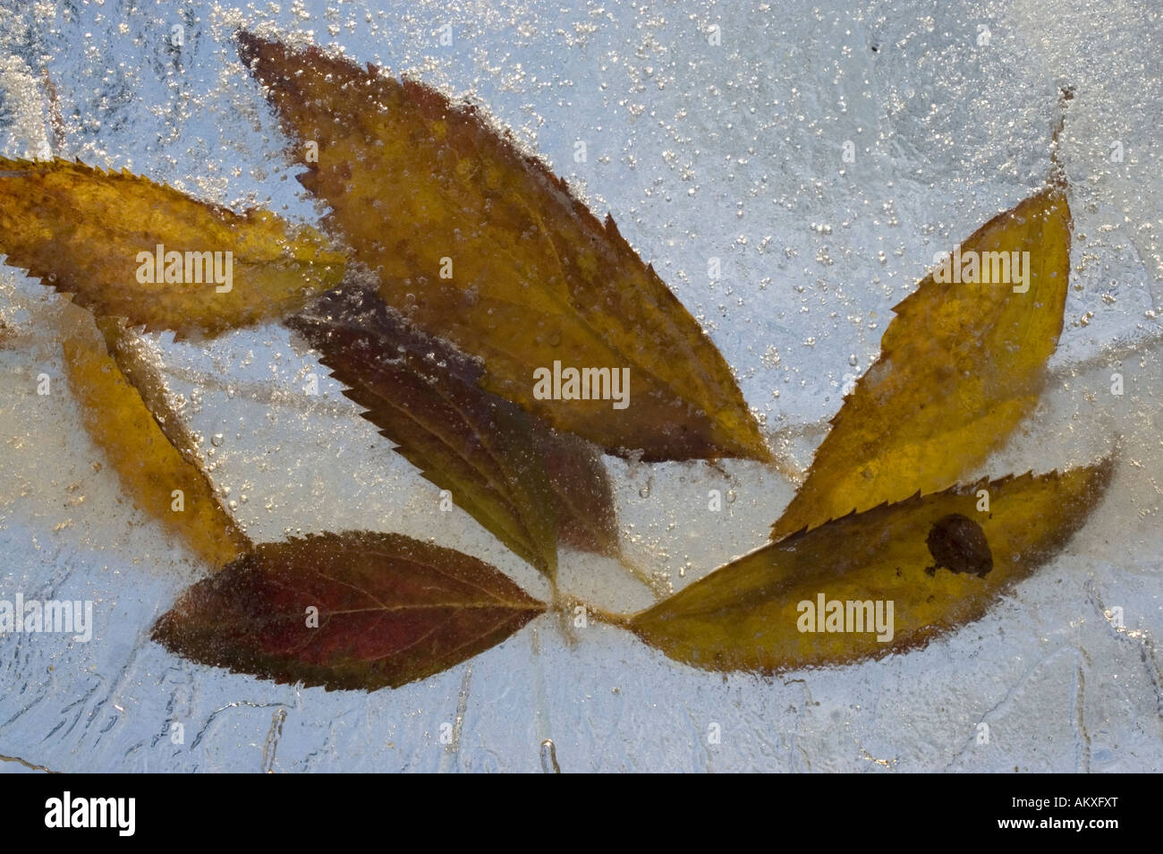 Blätter in gefrorenen Pfütze Stockfoto