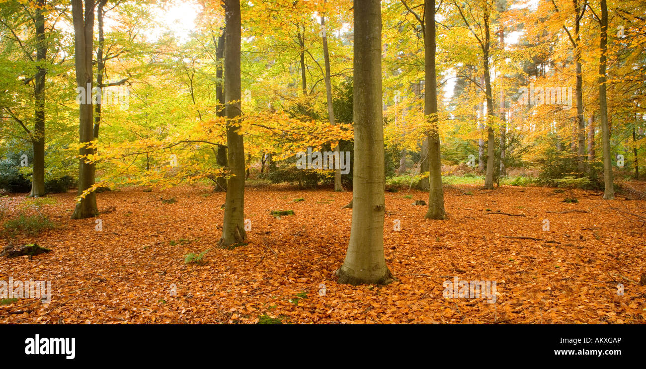 Buchenholz im Herbst, Netley Heath, North Downs, Surrey, UK Stockfoto