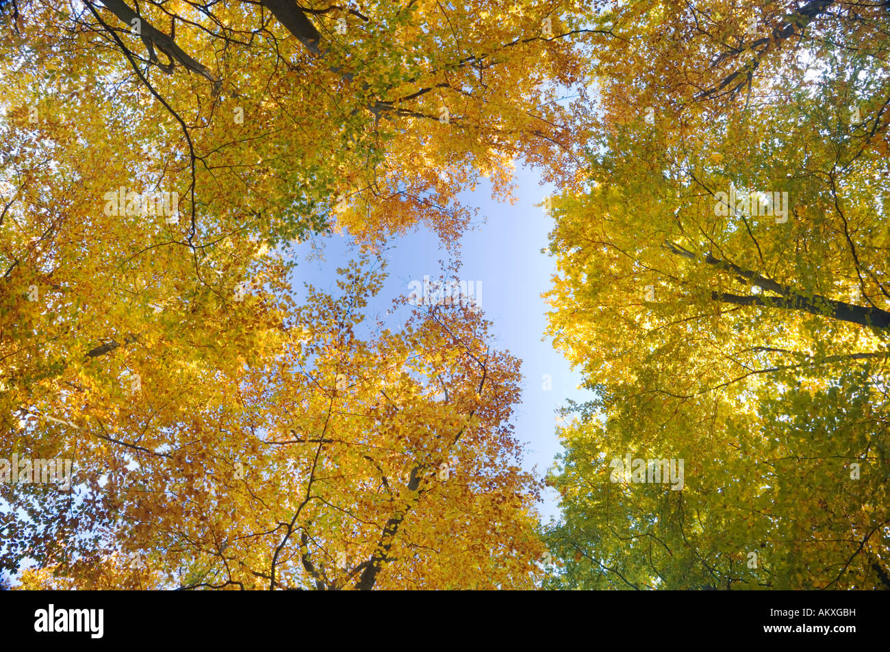 Buche Holz Vordach im Herbst. Fagus Sylvatica. Surrey, UK Stockfoto