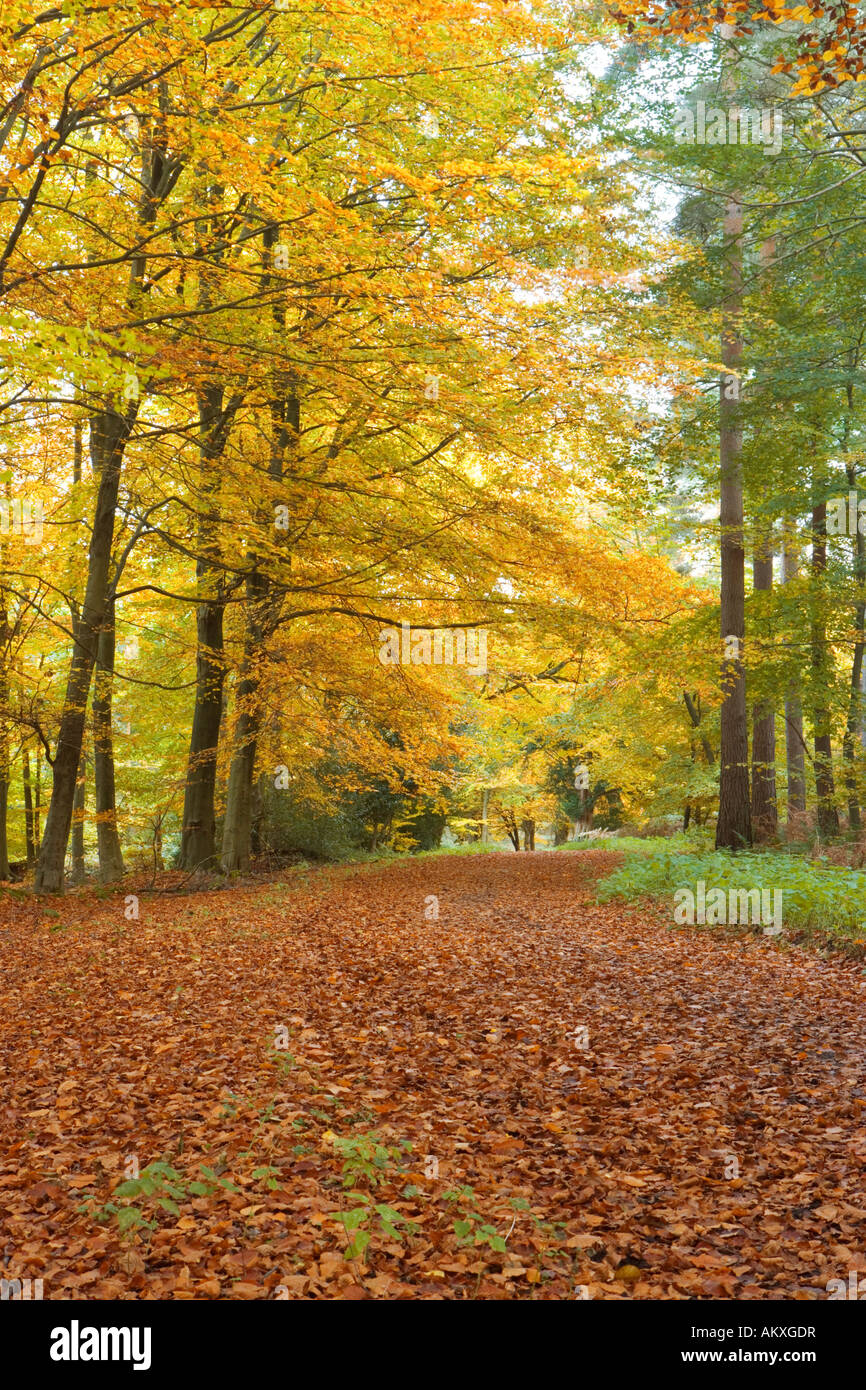 Herbst in gemischten Holz, Netley Heath, North Downs, Surrey, UK Stockfoto