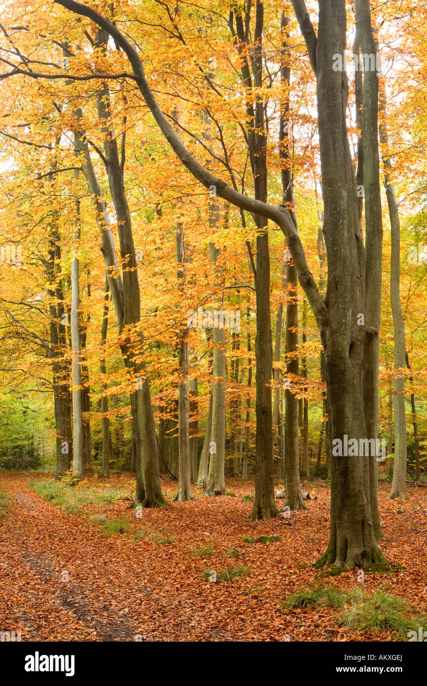 Herbst in Buche Holz weiß unten, North Downs, Surrey, UK Stockfoto