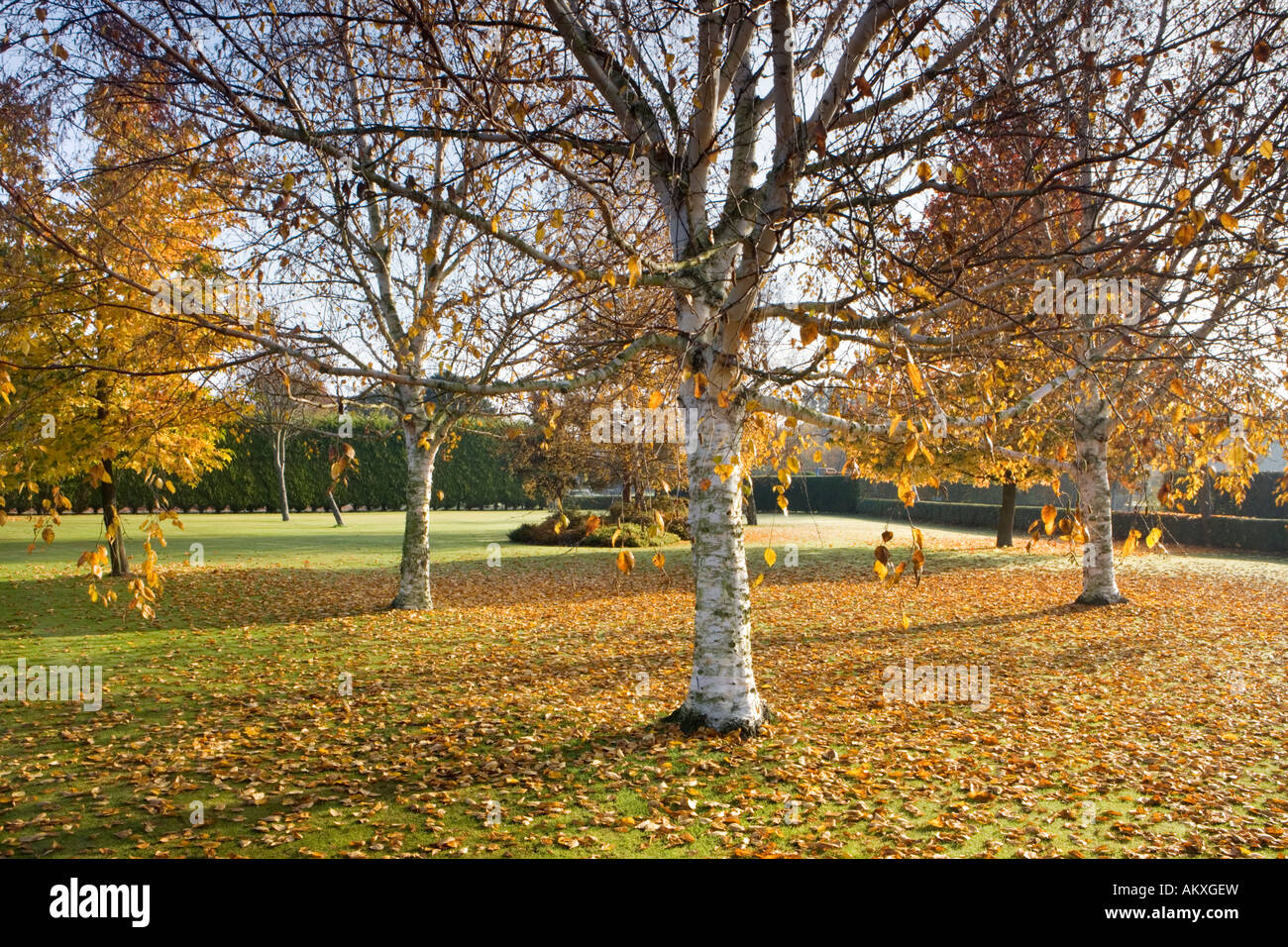 Herbstliche Bäume, Heathervale Park in der Nähe von Woking, Surrey, UK Stockfoto