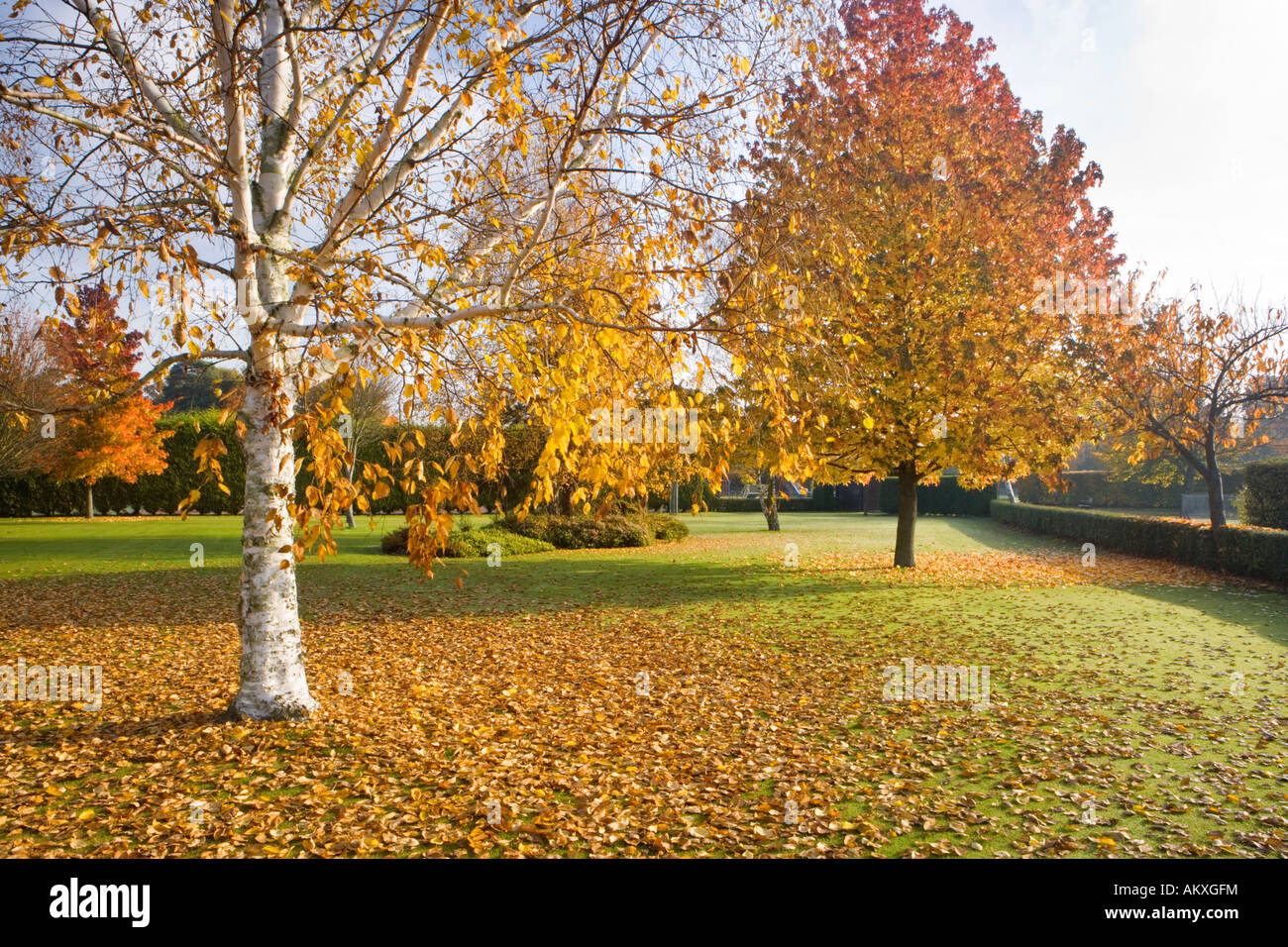 Herbstliche Bäume, Heathervale Park in der Nähe von Woking, Surrey, UK Stockfoto