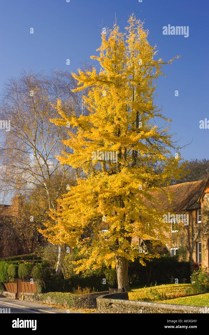 Tausend-Baum, Ginkgo Biloba, bei Abinger Hammer, Surrey, UK. Herbstfärbung. Stockfoto