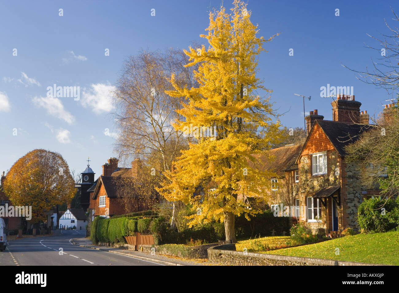 Herbst in Abinger Hammer, Surrey, UK. Tausend-Baum, Ginkgo biloba Stockfoto
