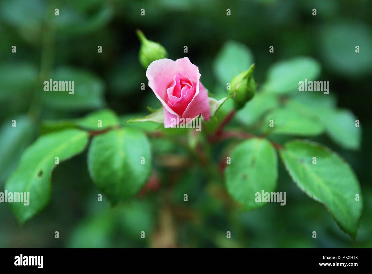Öffnen der Knospe einer rosa Rose Stockfoto