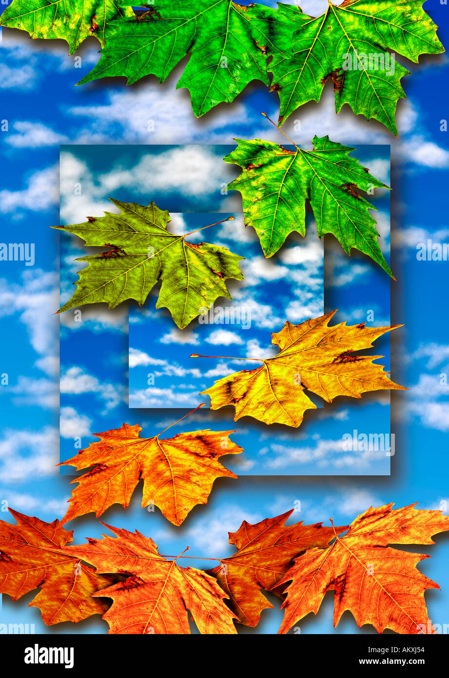 Blätter fallen vor schwarzem Hintergrund blaue Himmel Wolken flauschige Wechsel von Sommer auf Herbst Konzept abstrakten Foto illustration Stockfoto