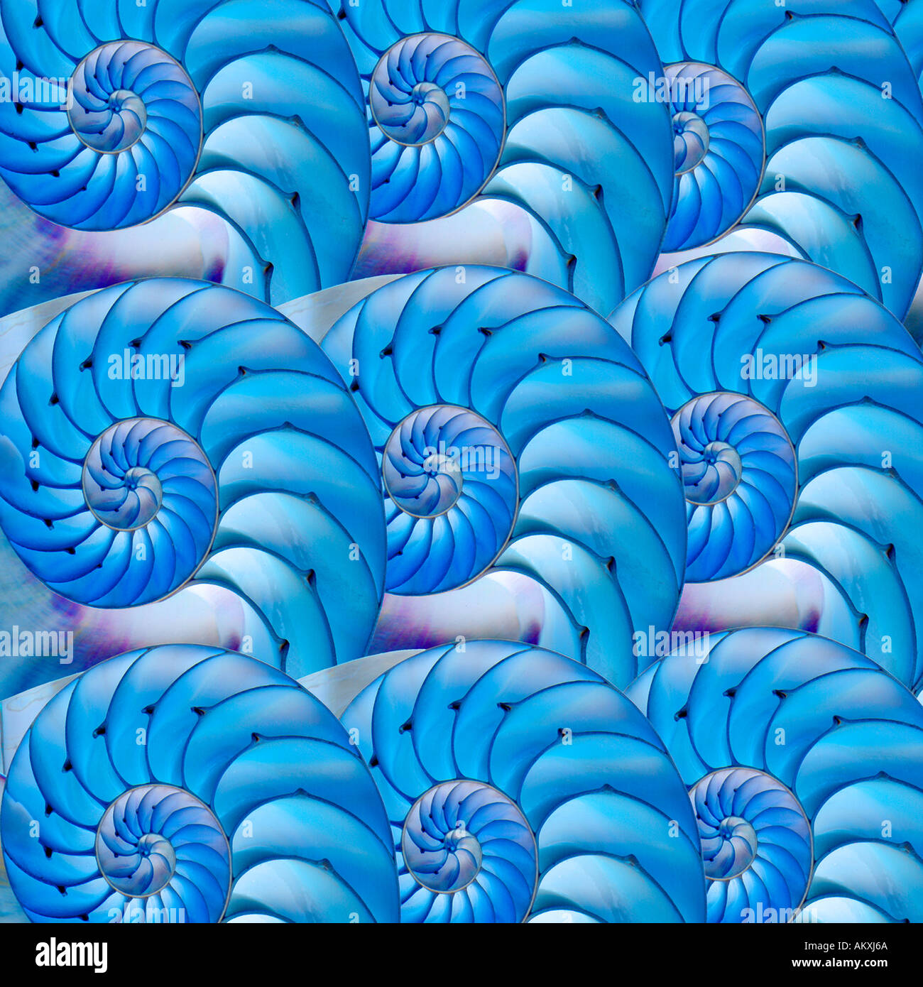 Reihen von Nautilus Schalen blau lila rosa abstrakte Abbildung Fotokonzept Stockfoto