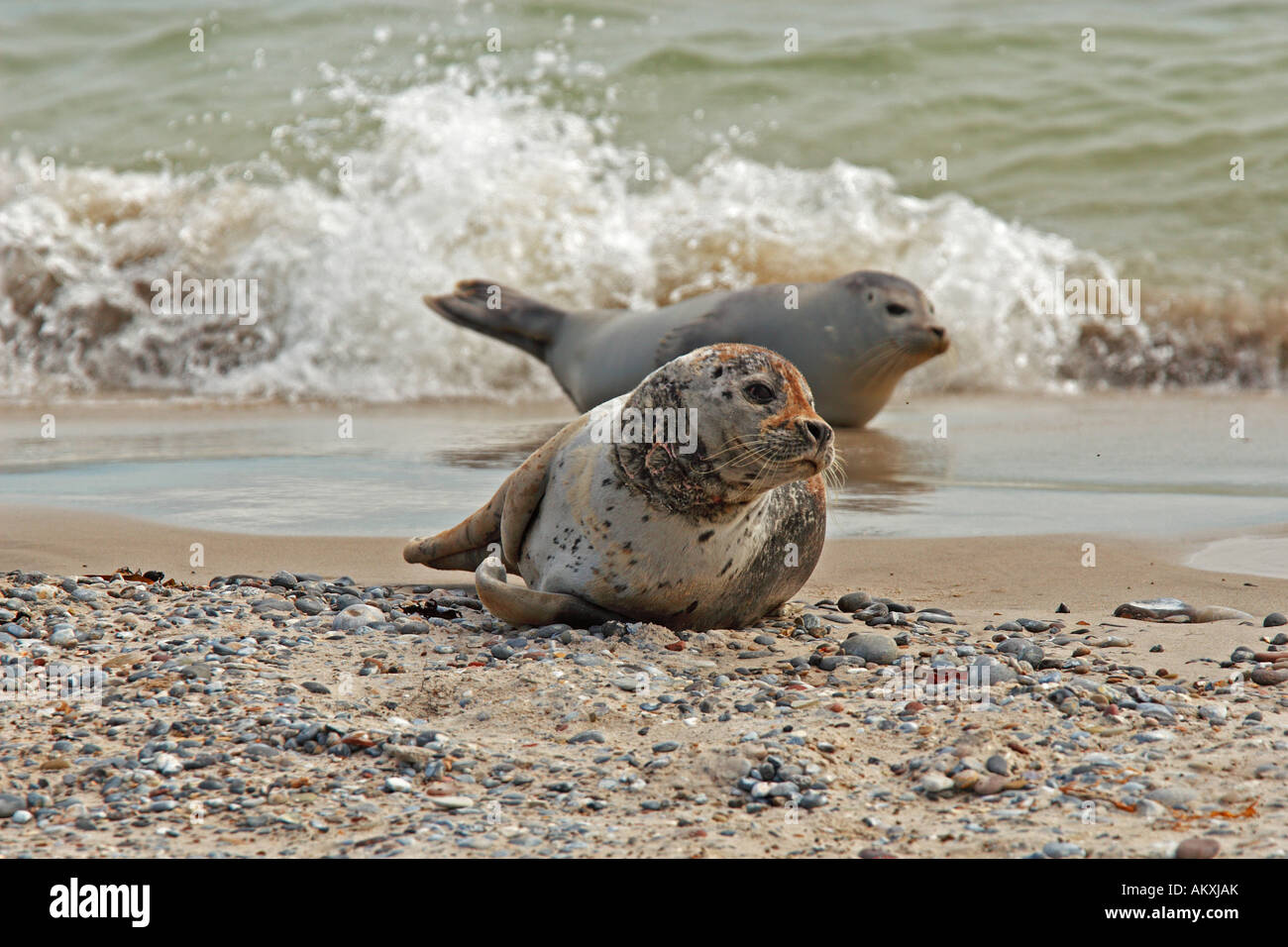 Seehunde (Phoca Vitulina) Stockfoto