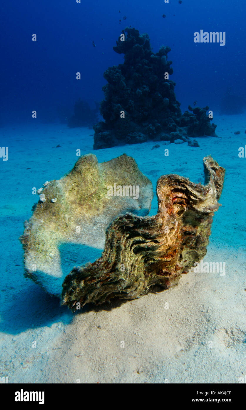 Toten Riesenmuschel oder Killer Clam Tridacna Maxima liegt in den Sand, Lahami Bay Rotes Meer, Ägypten. Stockfoto