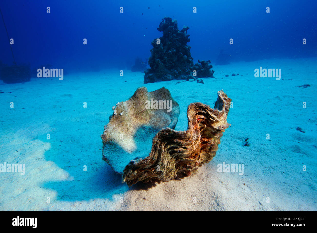 Toten Riesenmuschel oder Killer Clam Tridacna Maxima liegt in den Sand, Lahami Bay Rotes Meer, Ägypten. Stockfoto