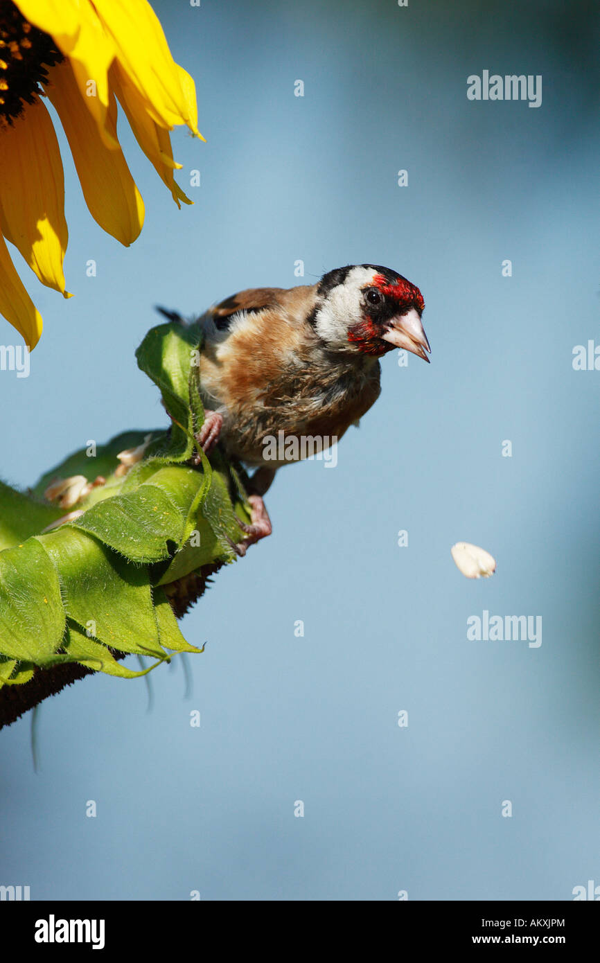 Europäische Stieglitz (Zuchtjahr Zuchtjahr) Stockfoto