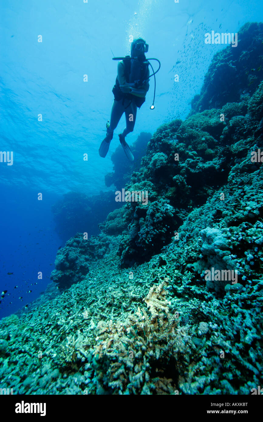 Toten Korallenriffe, zerstörten Korallen, verursacht durch Schiff Anker Stockfoto