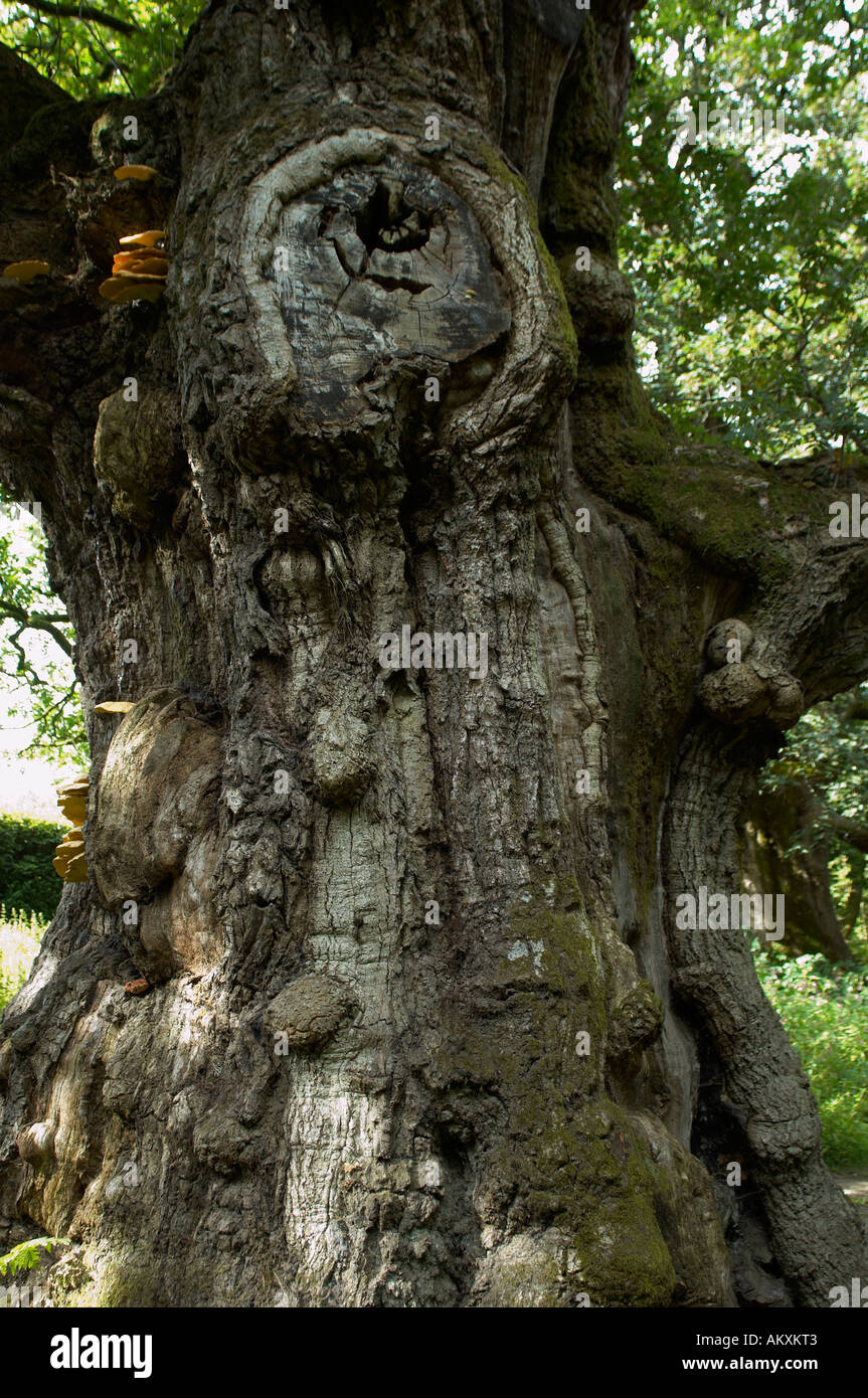 Die Birnam Eiche, der einzige Überlebende des Holzes, die in Shakespeares Macbeth eine wesentliche Rolle gespielt. Stockfoto