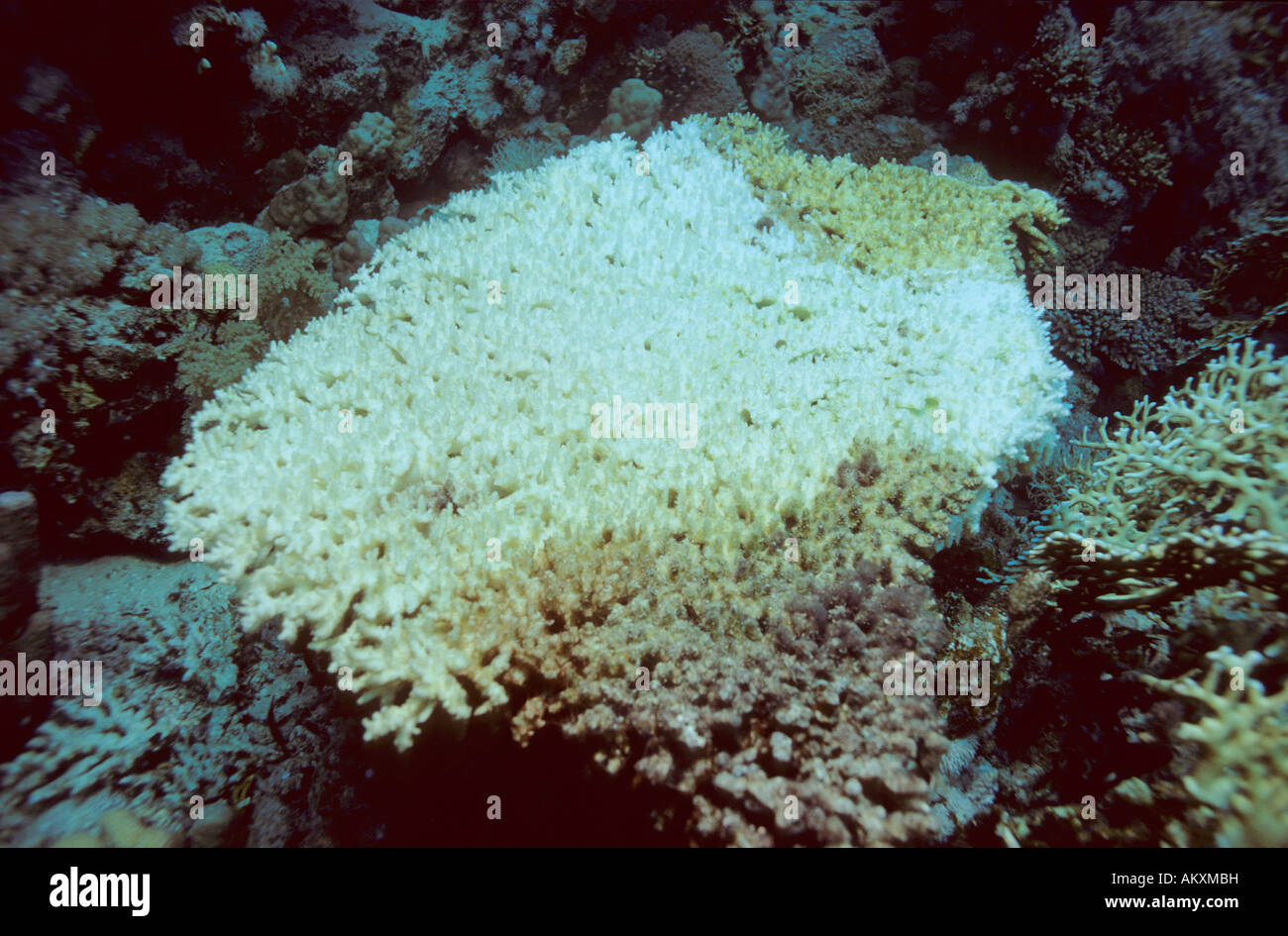 Coralbleaching. Die globale Erwärmung gilt als die häufigste Todesursache der Korallen. Malediven Stockfoto