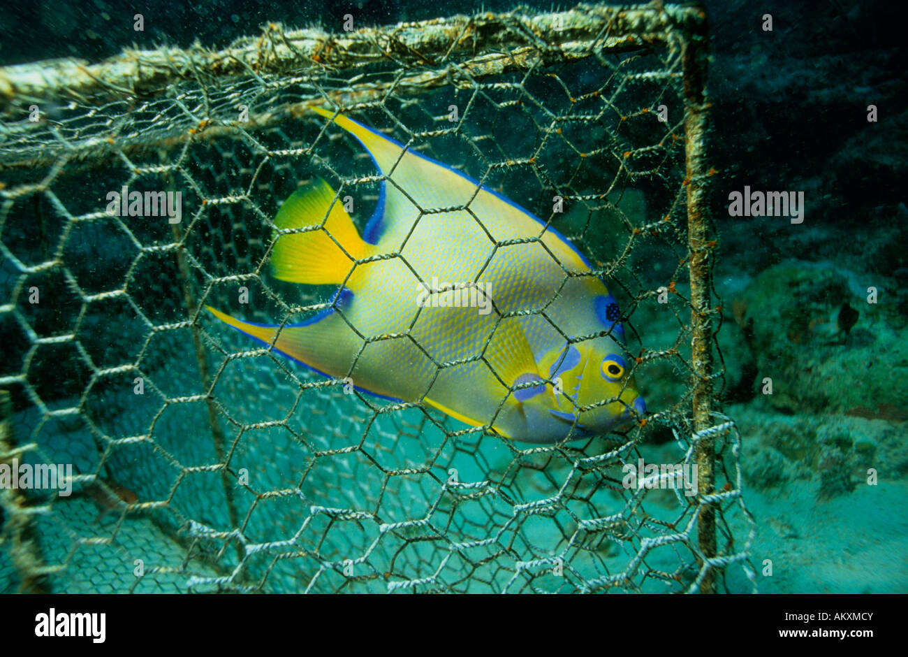 Engels Fisch gefangen A. CILIARIS in eine Fischfalle. Der Karibik, Niederländische Antillen. Stockfoto