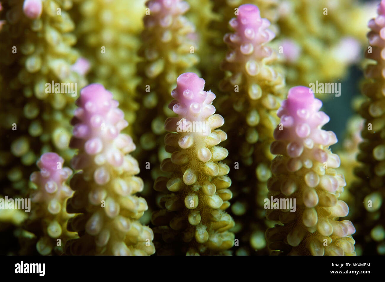 Stein Koralle Acropora Nasuta. Stockfoto