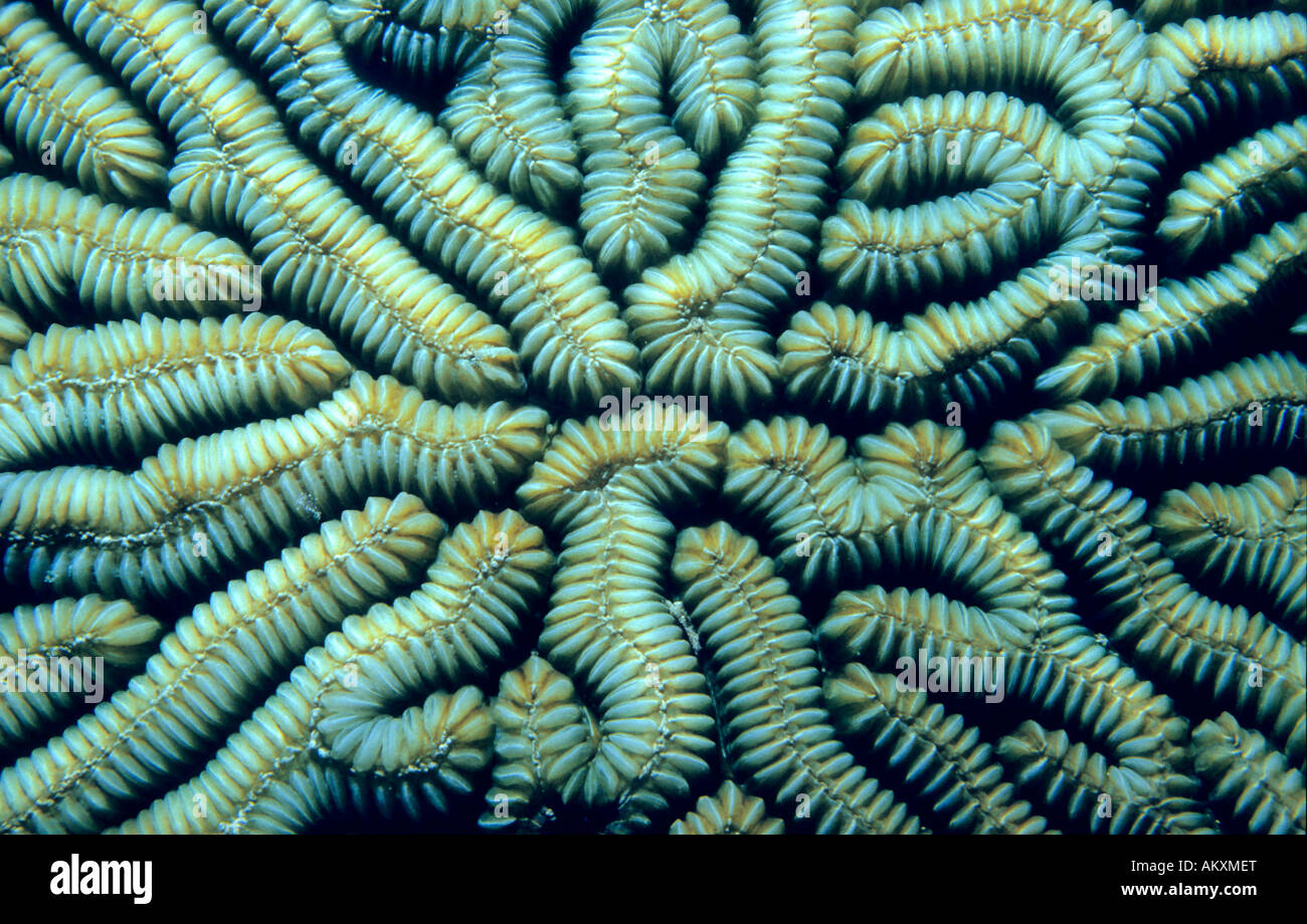 Brain Coral Stockfoto