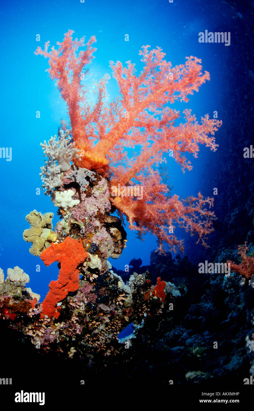 Weiche Korallen Dendronephthya, Rotes Meer. Stockfoto