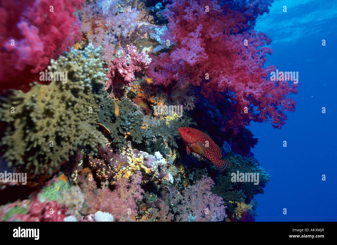 Korallen Zackenbarsch oder Korallen Zackenbarsch Cephalopholis Miniata. Stockfoto