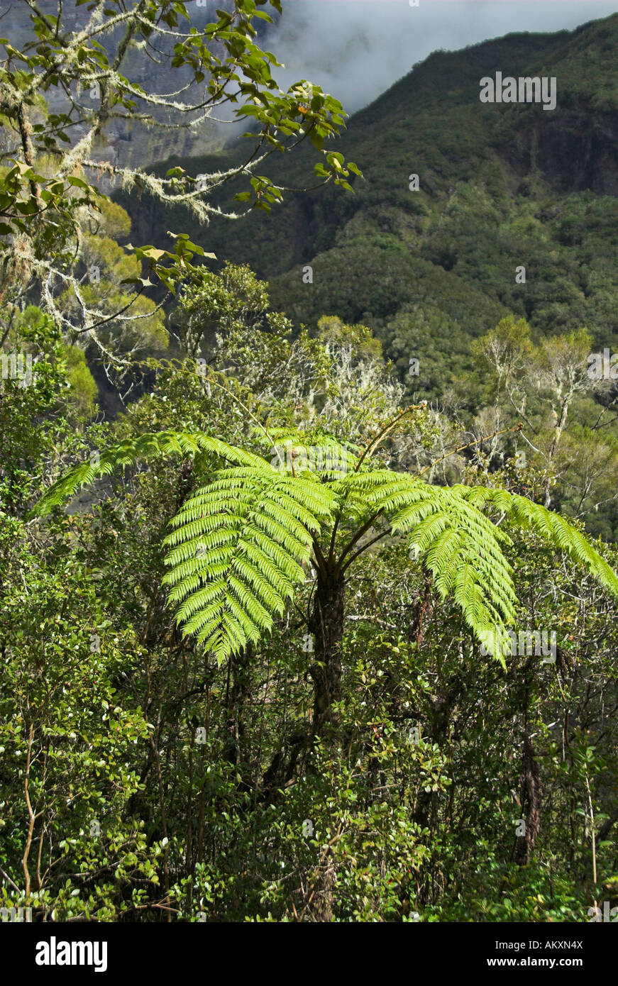 Farn-Baum im Regenwald, La Réunion, Frankreich, Afrika Stockfoto