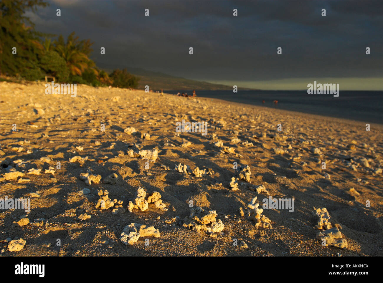 Korallen am Strand von St. Gilles-Les-Bains, La Réunion, Frankreich, Afrika Stockfoto