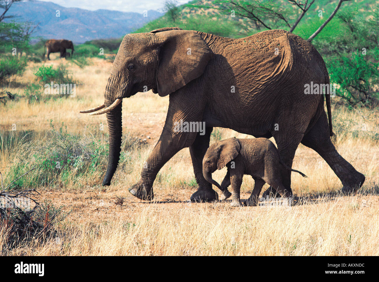 Elefanten-Mutter mit winzigen Baby unterwegs Samburu National Reserve Kenia in Ostafrika Stockfoto