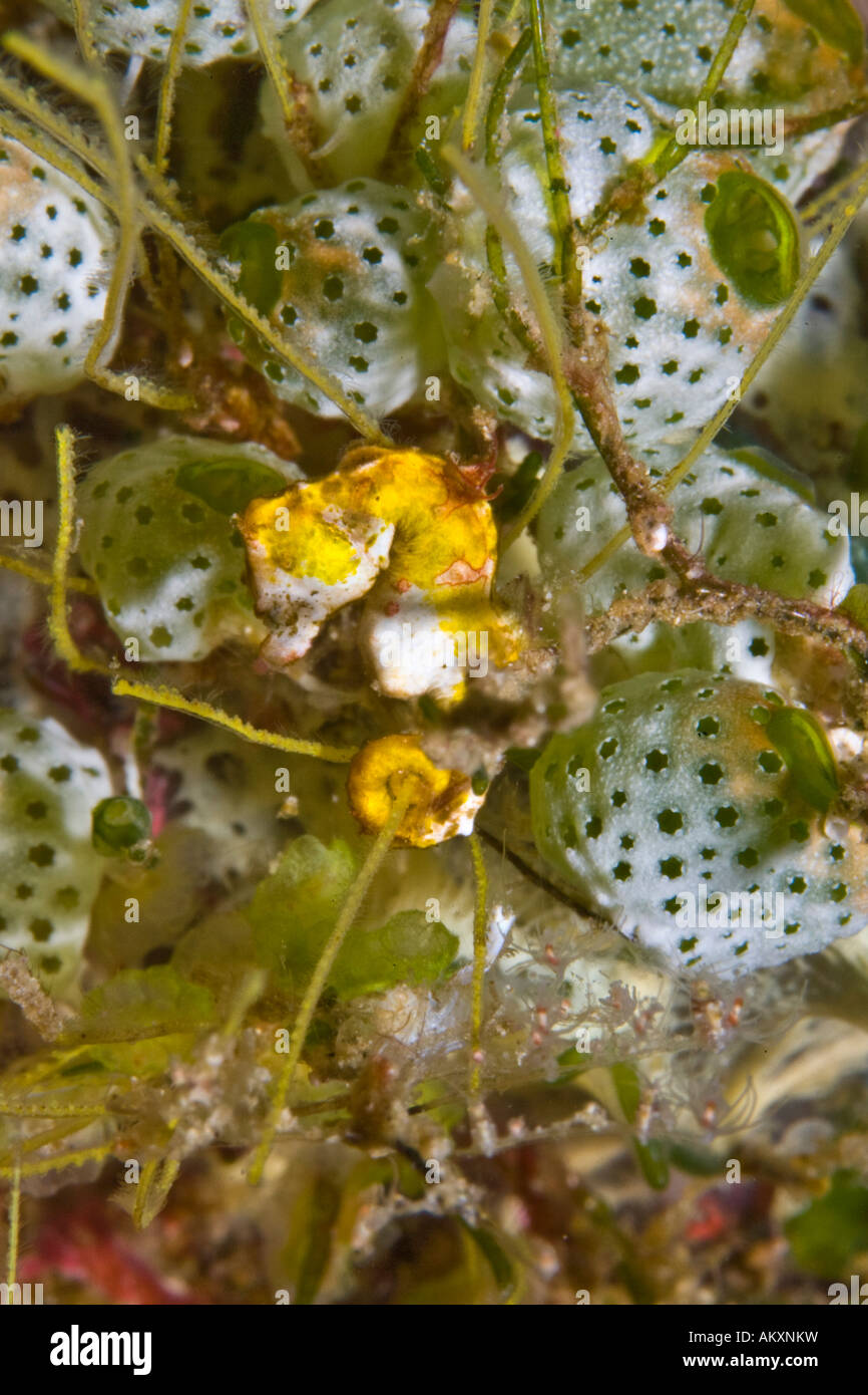 Weedy PygmäenSeepferdchen (Hippocampus Pontohi Stockfotografie Alamy