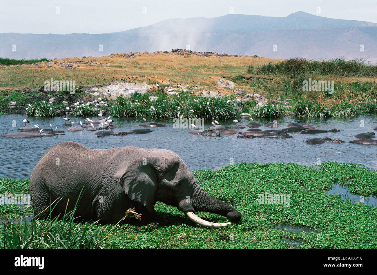Elefanten füttern in Hippo pool Ngorongoro Krater Tansania Ostafrika Stockfoto