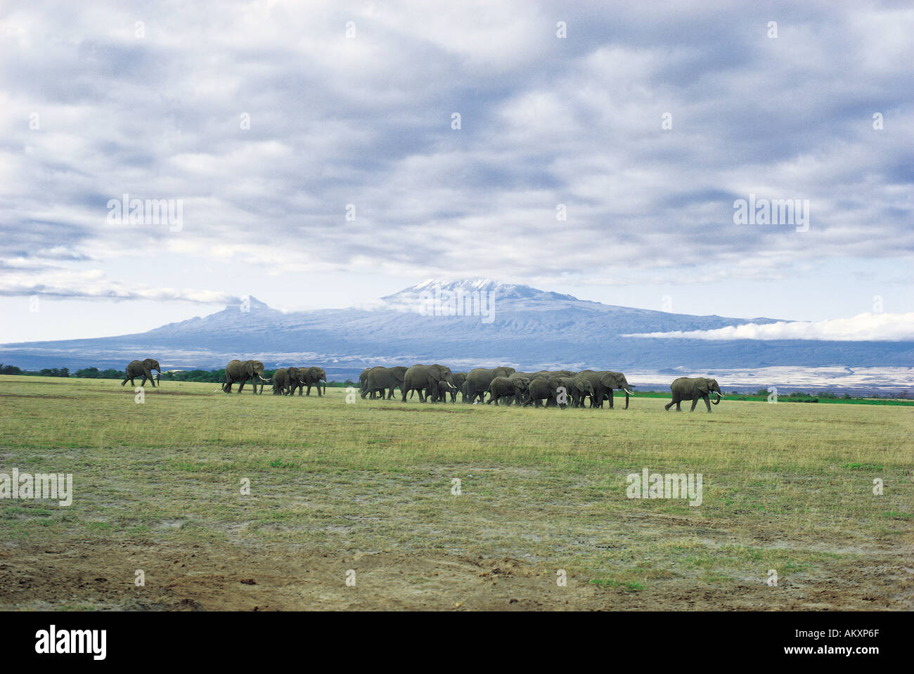 Herde von Elefanten und Kälber bewegt über die kurze Grasebenen am Fuße des Kilimanjaro in Amboseli Stockfoto