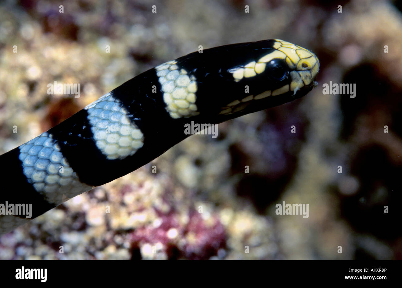 Gebändert Meer Krait oder gebändert Seeschlange Laticauda Colubrina, Philippinen. Stockfoto