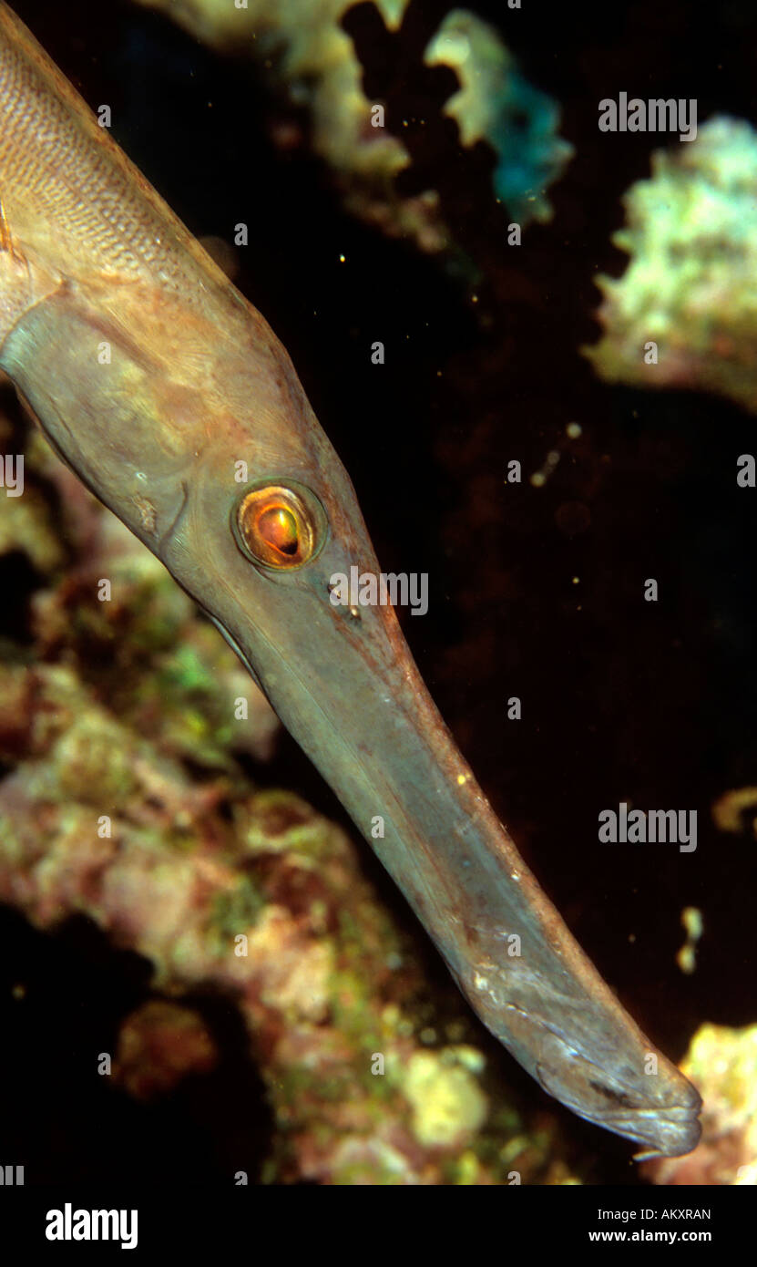 Trumpetfish Aulostomus Maculatus, Philippinen. Stockfoto