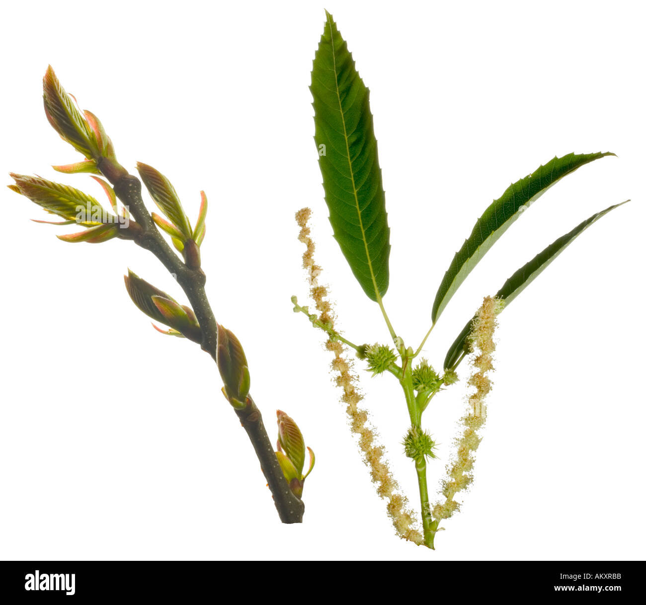 Sweet Chestnut Schnitt-OutLife Zyklus jungen Blätter Rahmen von Knospen männliche Blüte und aufstrebenden stachligen weiblichen Nuss-Fällen Stockfoto