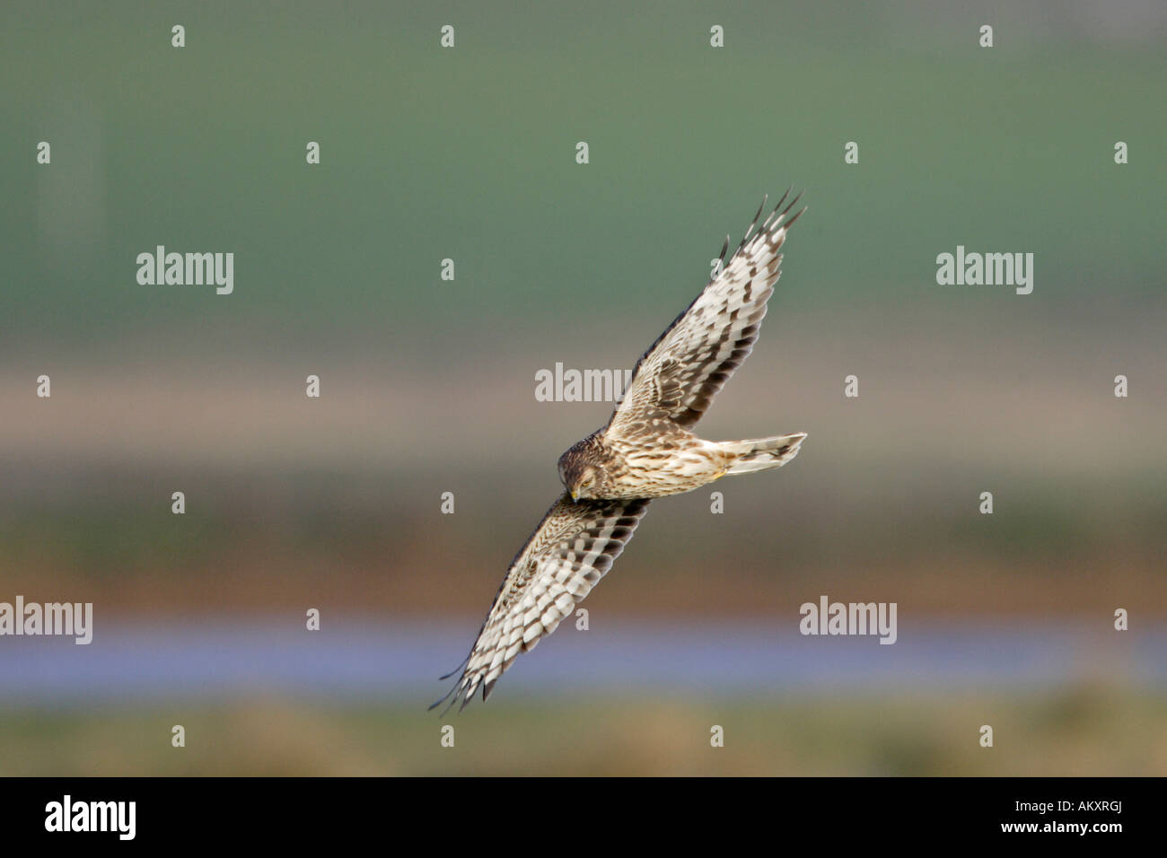 Weibliche Kornweihe überfliegen marsh Stockfoto