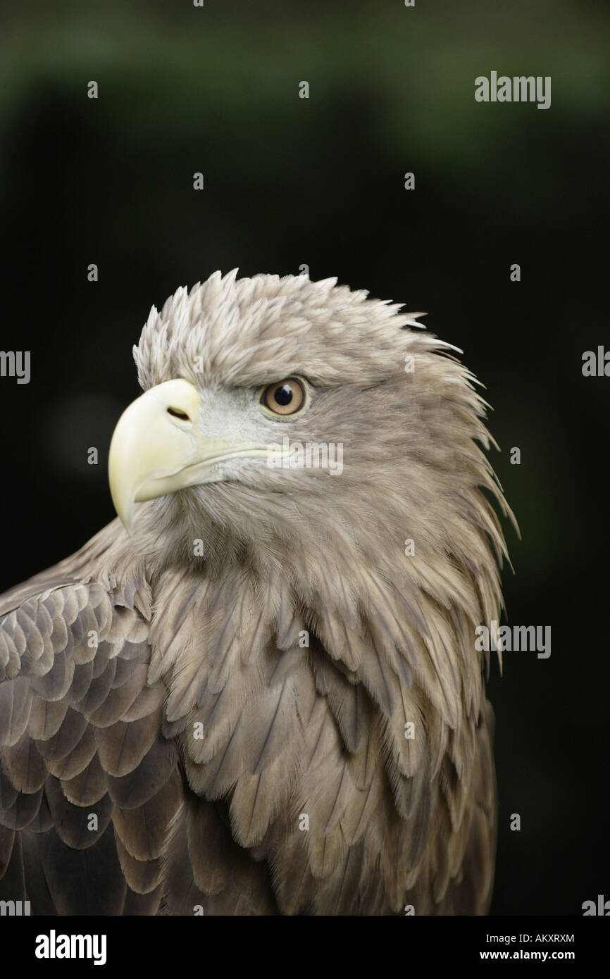 Lierten Seeadler (Haliaeetus Albicia) Stockfoto