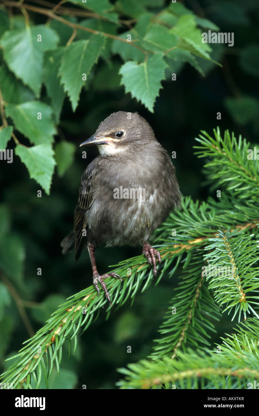European Starling, Singender Vogel (Vulgaris gemeinsamen) Stockfoto