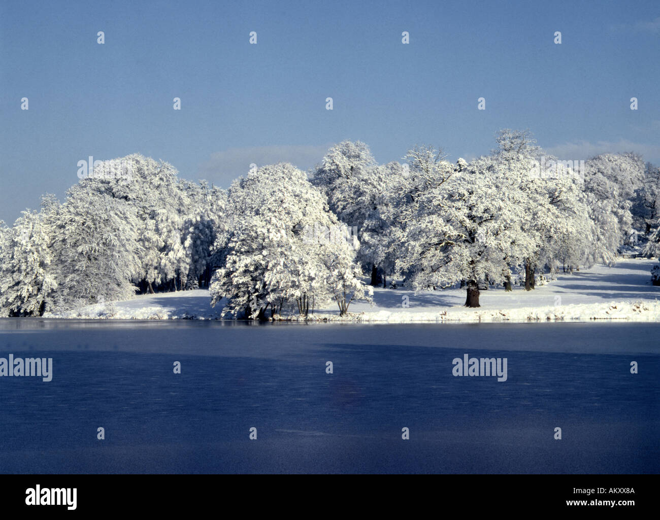 Schneebedeckte Eichen neben gefrorenen Virginia Wasser See Surrey Berkshire Border England beschnitten aus quadratischen format Stockfoto