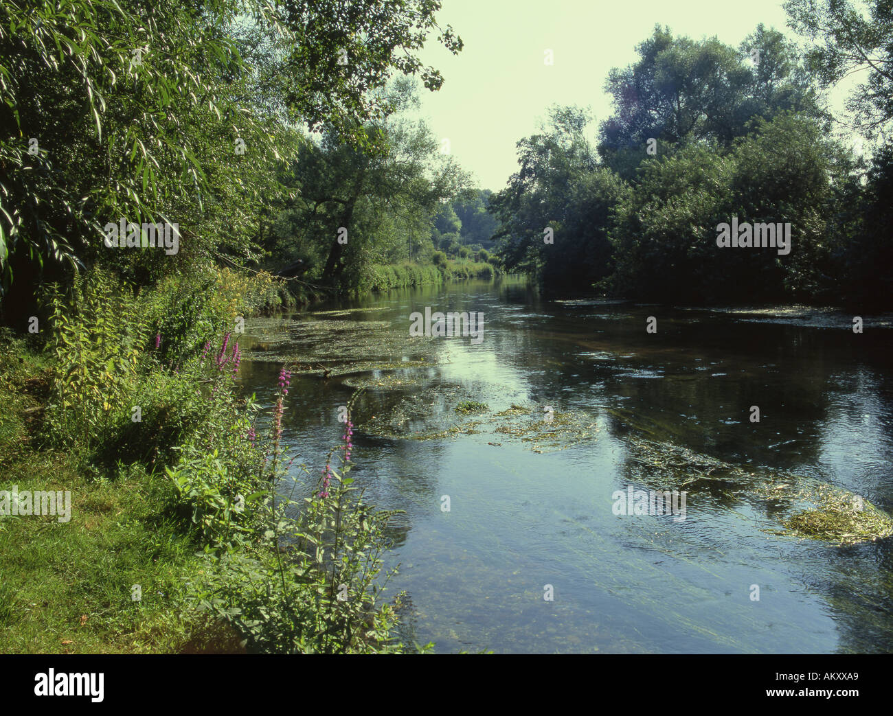 Salisbury Avon im späten Juli große Durnford Wiltshire England Stockfoto