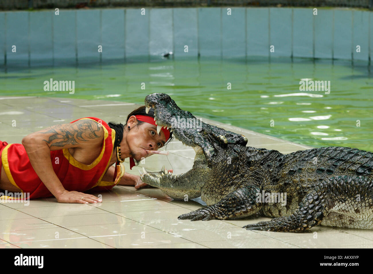 Siam-Krokodil (Crocodylus Siamensis), Krokodil zeigen, Zoo-Phuket, Thailand Stockfoto