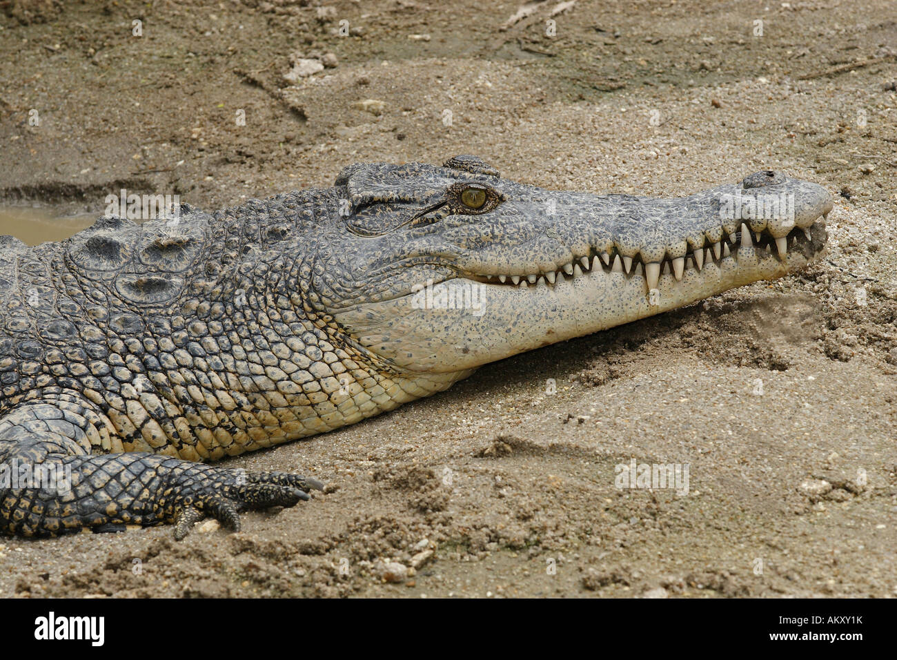 Siam-Krokodil (Crocodylus Siamensis), Khao Yai Nationalpark, Thailand Stockfoto