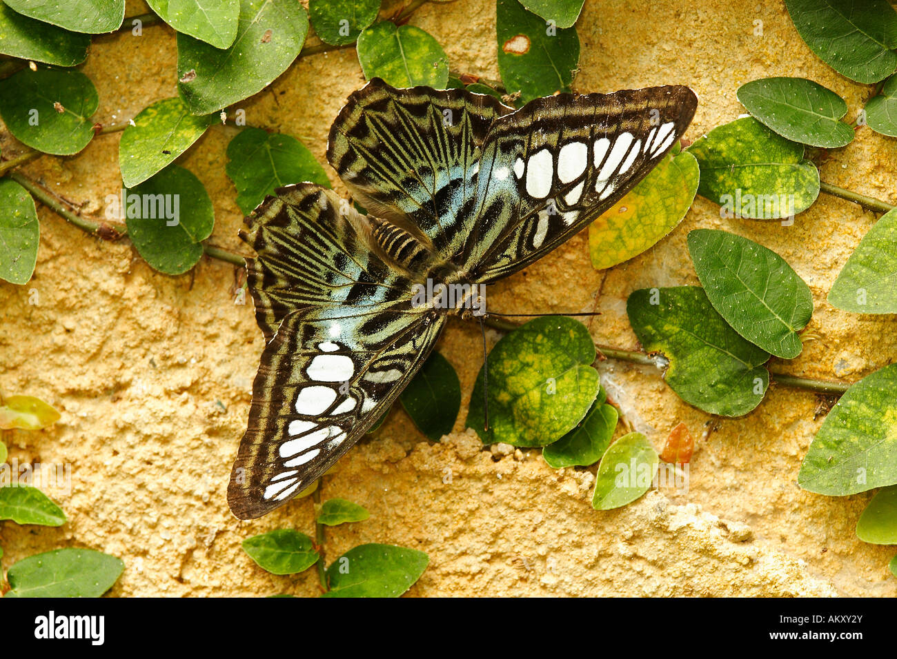 Tropischer Schmetterling (Parthenos Sylvia), Malaysia Stockfoto