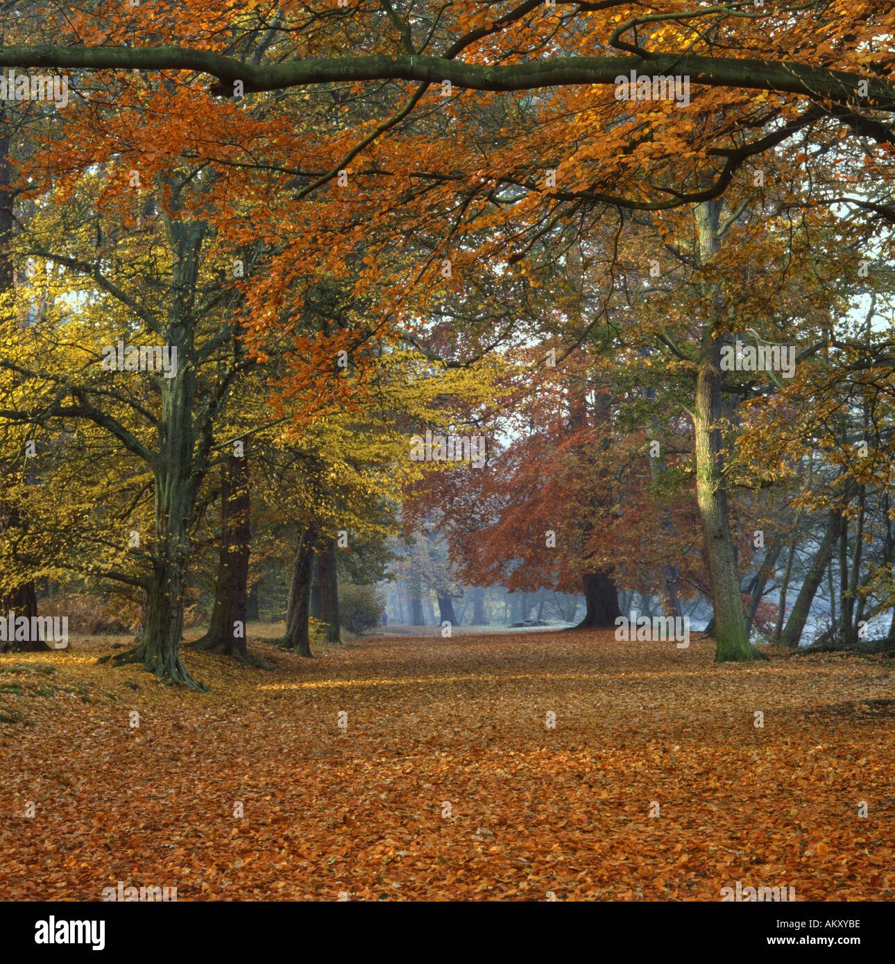 Herbst-Wald.  Hainbuche Buche Eiche Erle neben Virginia Water Lake Windsor Great Park Surrey Sussex Border Stockfoto