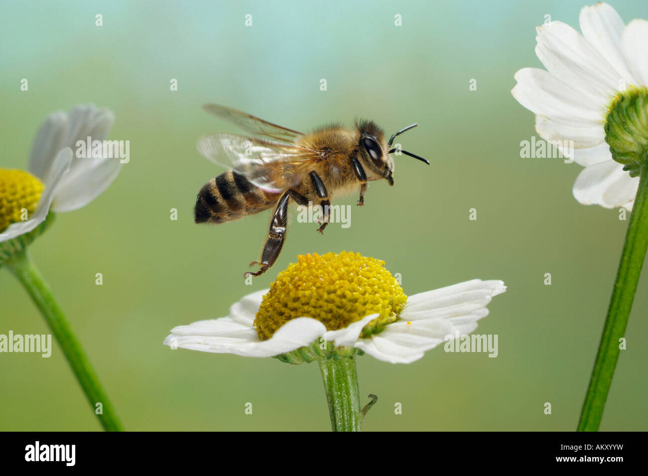 Westliche Honigbiene (Apis Mellifera) Stockfoto