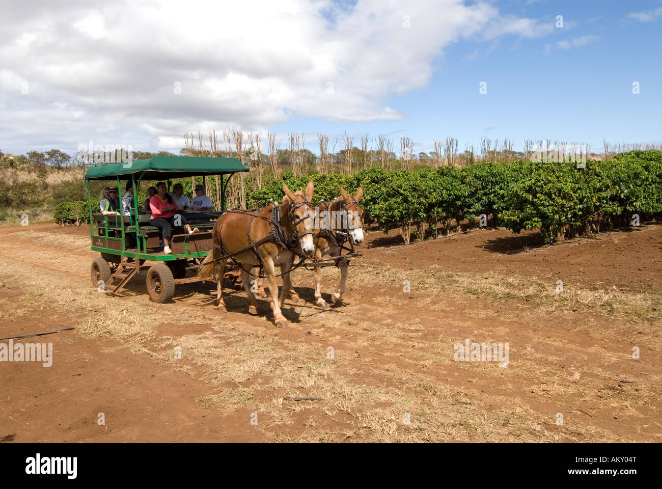 Hawaii Molokai Island Pacific USA Reisen Tourismus tour Kaffeepflanzen Kaffees von Hawaii mit Pferden und Planwagen Stockfoto