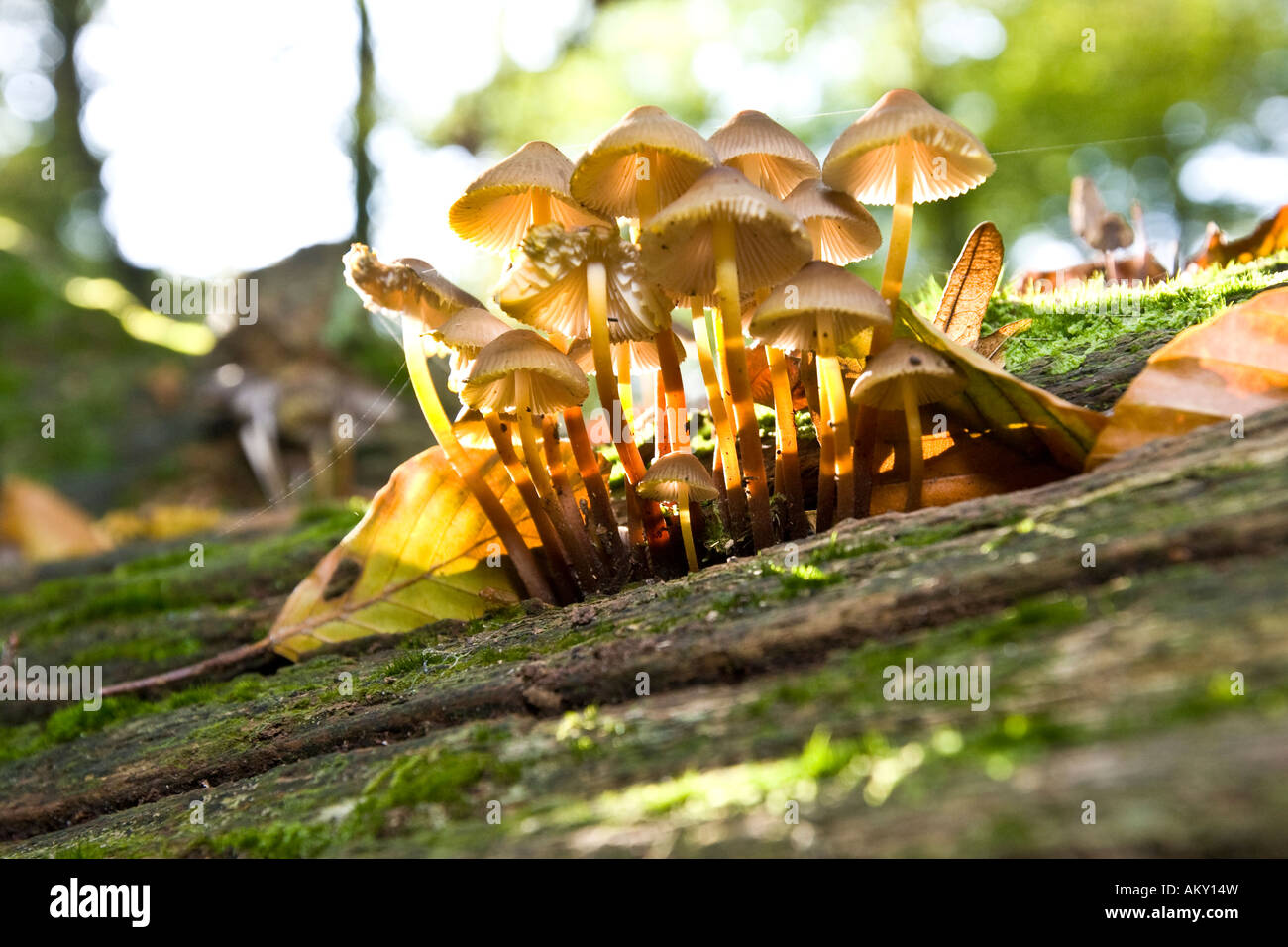 Pilze mit Moos auf einem verschimmelten Baumstamm Stockfoto