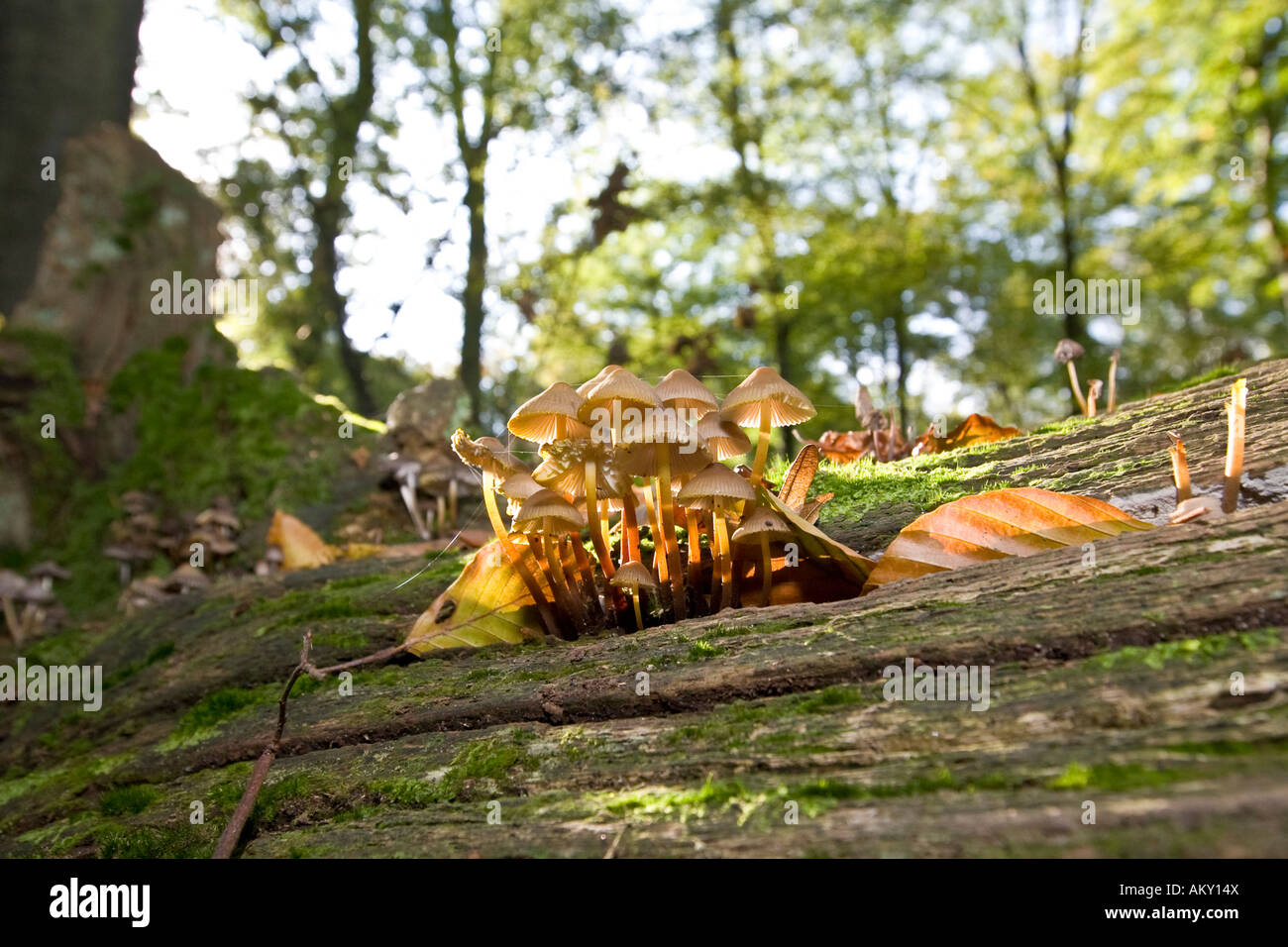 Pilze auf Moos an einem verschimmelten Baumstamm Stockfoto