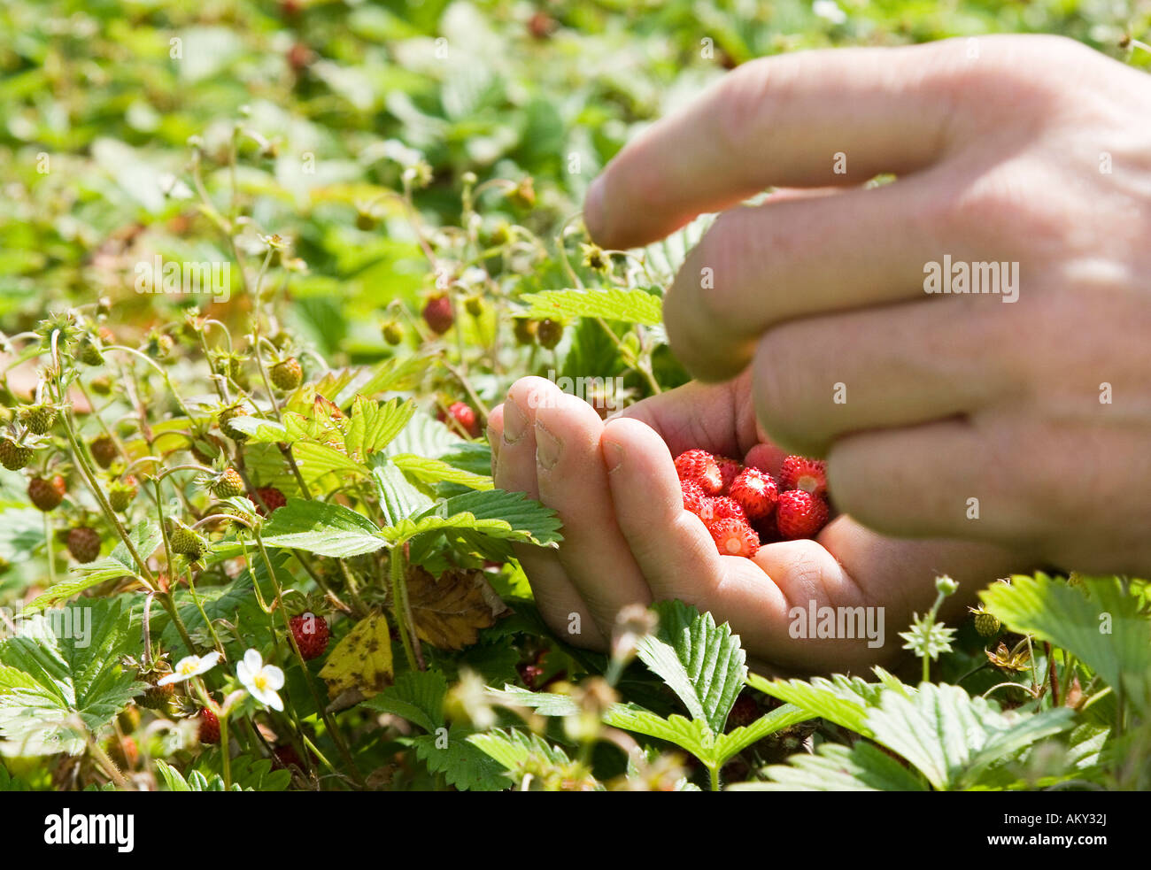 Wilde Erdbeeren für die Herstellung von Heilmitteln bei der Firma Weleda Ernte Stockfoto