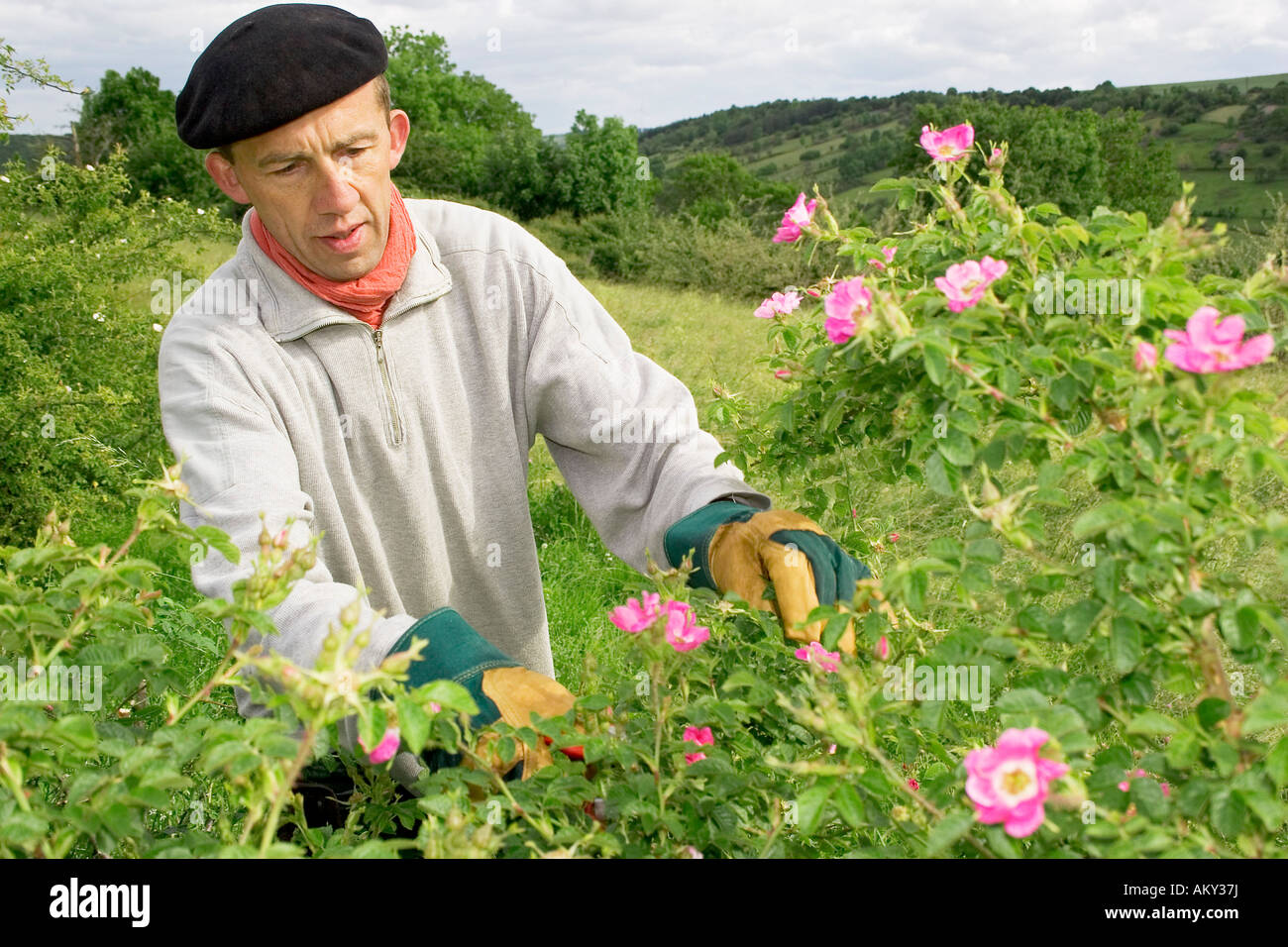 Ernte wilde Rosen für die Herstellung von Naturkosmetik und Heilmittel, Credlingen, Bayern, Deutschland Stockfoto