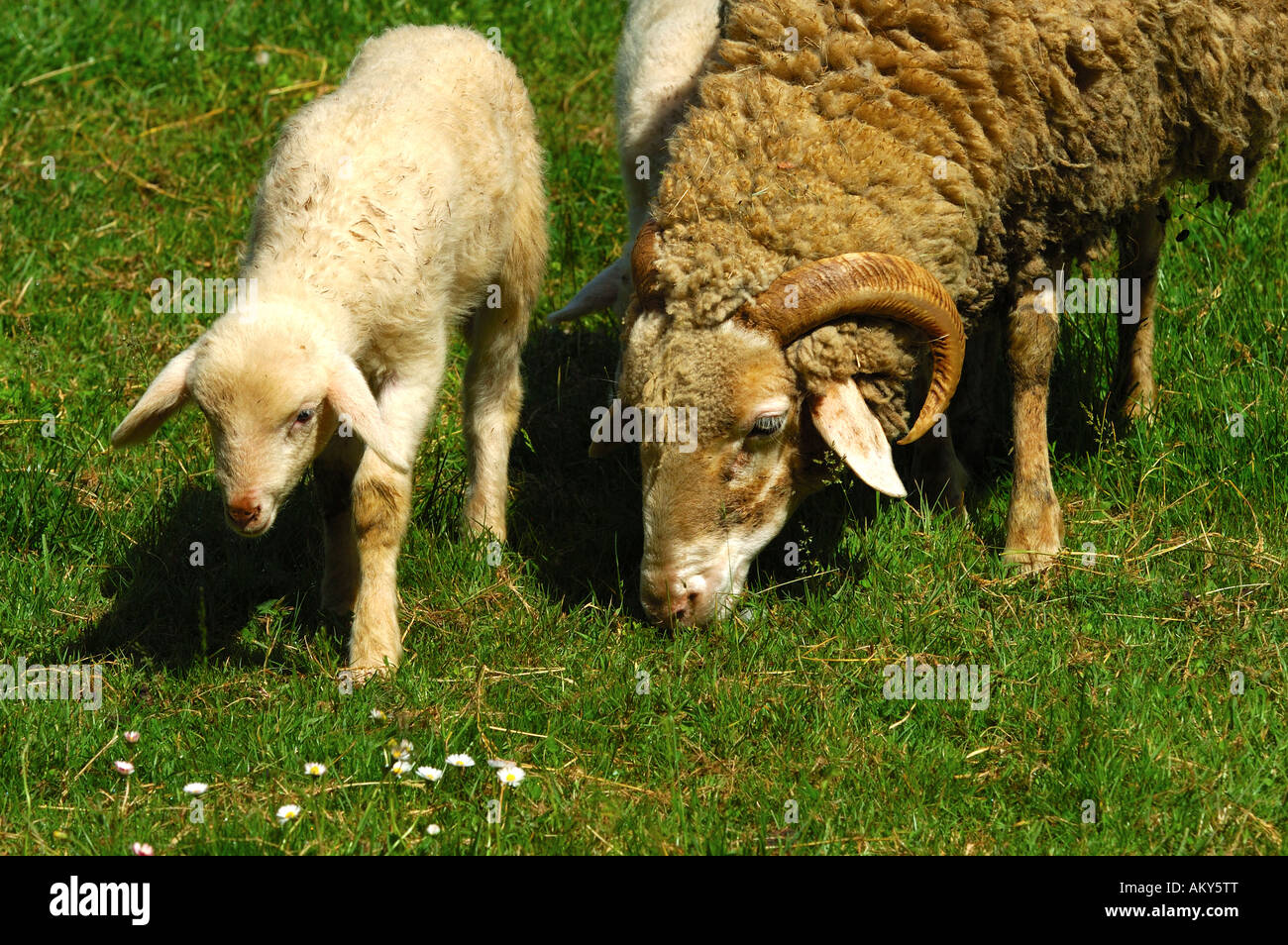Mutter Schaf und Lamm, Schweizer Bündner Oberland Schaf Stockfoto