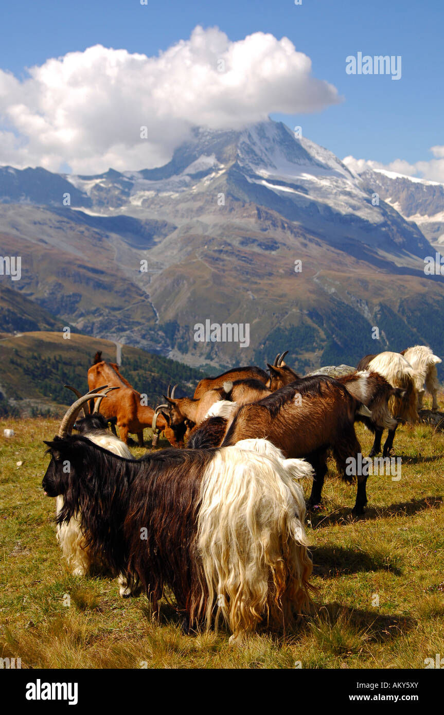Eine Herde von Walliser Ziegen am Fuße des Mount Cervin Matterhorn, Zermatt, Wallis, Schweiz Stockfoto